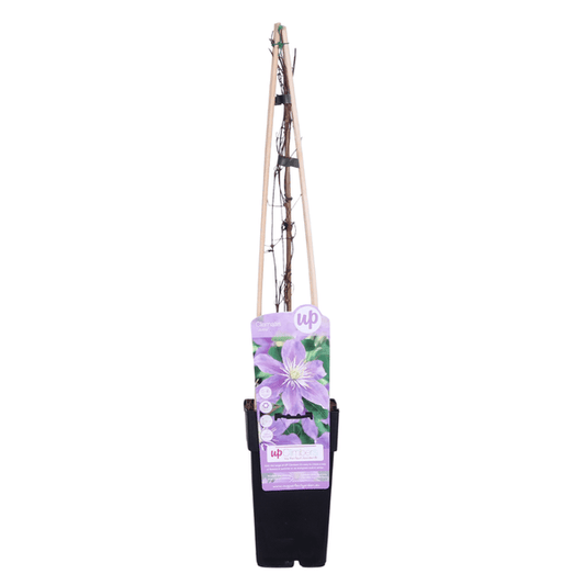 Waldrebe - Clematis Justa - Ø15cm - ↕65cm