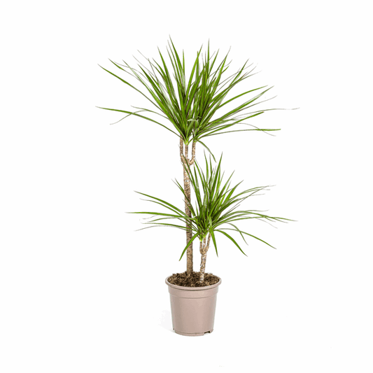 Dracaena Marginata Grün Ø19cm - ↕70 - 90cm