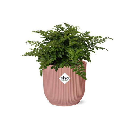 Nestfarn - Asplenium Parvati - Zimmerpflanze + Topf Vibes Fold 14cm Rosa