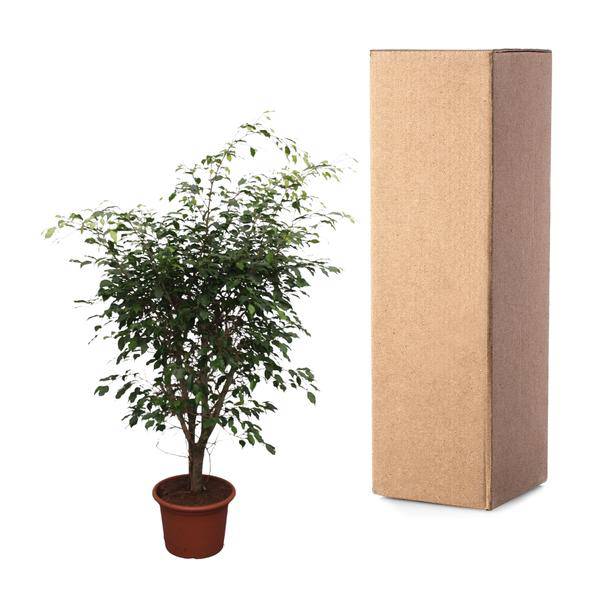 Bikenfeige - Ficus Benjamina Exotica - Zimmerpflanze - 150cm - ø40cm