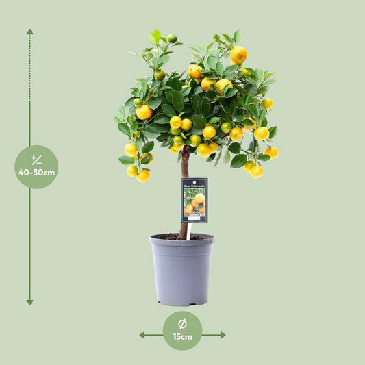 Orangenbaum - Zitrusfrucht Calamondin - Zimmerpflanze - Ø15cm - ↕45cm 