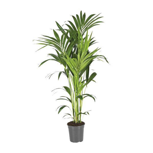 Kentiapalme - Howea Forsteriana - Zimmerpflanze - Ø21cm - ↕130cm 