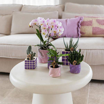 Candy Dekotopf Rosa – Ø6cm – Runder Keramik Blumentopf – Moderner Mini Blumentopf für Orchideen & kleine Zimmerpflanzen – Dekoration für Wohnzimmer, Küche & Büro 
