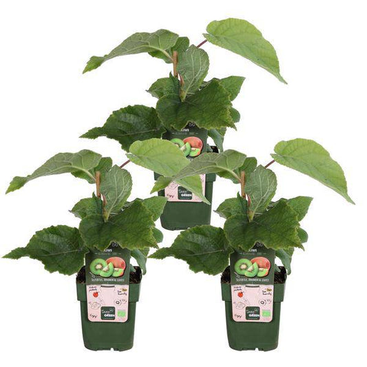 Kiwi - Actinidia delciosioa 'Jenny' - Selbstbefruchtend - ↨45cm - Ø13cm - 3 Stück 