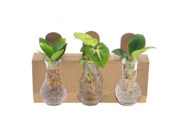 Zimmerpflanzen Mix im Berlin Glas Ø7cm 10cm – Oasis of Life