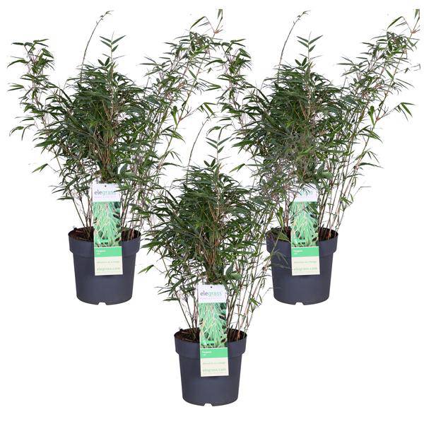 Schirmbambus - Fargesia rufa - ↨80cm - Ø23cm - 3 Stück
