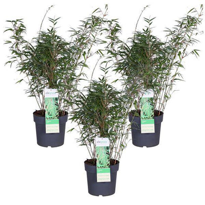 Schirmbambus - Fargesia rufa - ↨80cm - Ø23cm - 3 Stück