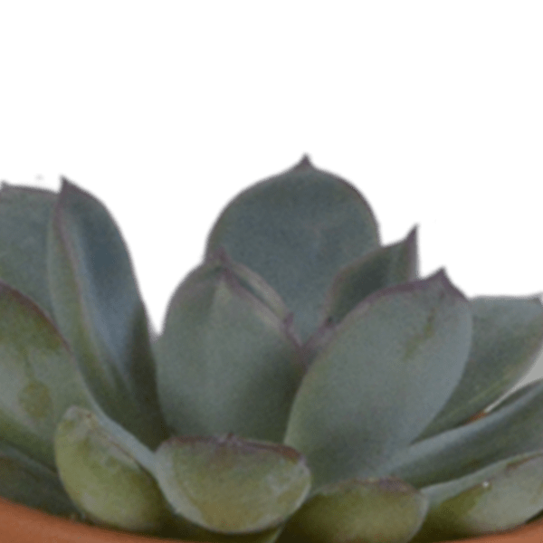 Sukkulenten - Mix - 5,5 cm - 5 Stück - im Terrakotta-Topf