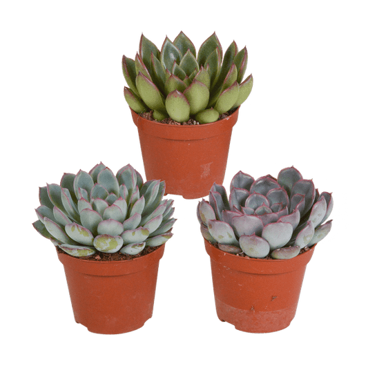 Steinrose - Echeveria Mix - 8,5cm - Zimmerpflanze - Sukkulente - 3 Stück 