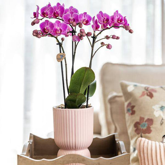 Kombi-Angebot - Diabolo-Topf Rosa 