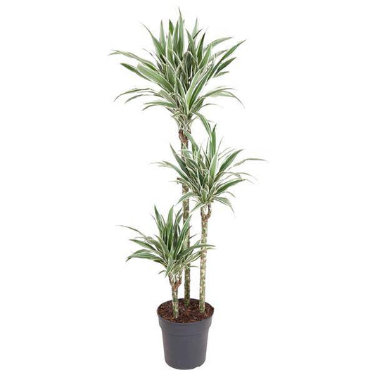 Drachenbaum – Dracaena White Stripe 150cm – Ø24cm – Zimmerpflanze mit grünen Blättern & weißen Streifen – Elegante pflegeleichte Dekopflanze für Wohnzimmer, Büro & Wintergarten 