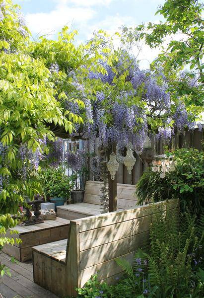 Chinesischer Duft-Blauregen - Wisteria sinensis 'Caroline' - ↨65cm - Ø15cm - 2 Stück