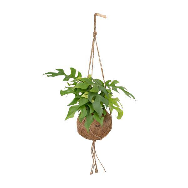 Kokodama Monstera Minima - Lochpflanze - Ø15cm - ↕25cm - Oasis of Life