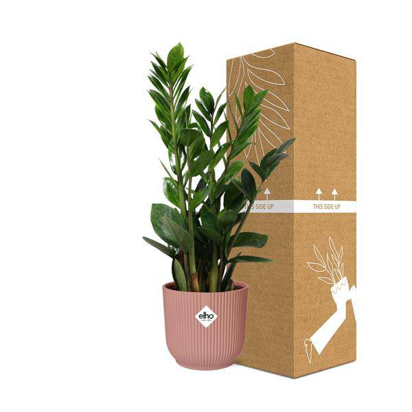 Glücksfeder - Zamioculcas - Zimmerpflanze - 45-50cm + Topf Vibes Fold 14cm Rosa