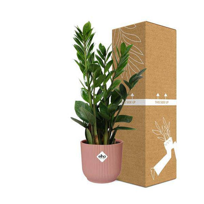 Glücksfeder - Zamioculcas - Zimmerpflanze - 45-50cm + Topf Vibes Fold 14cm Rosa
