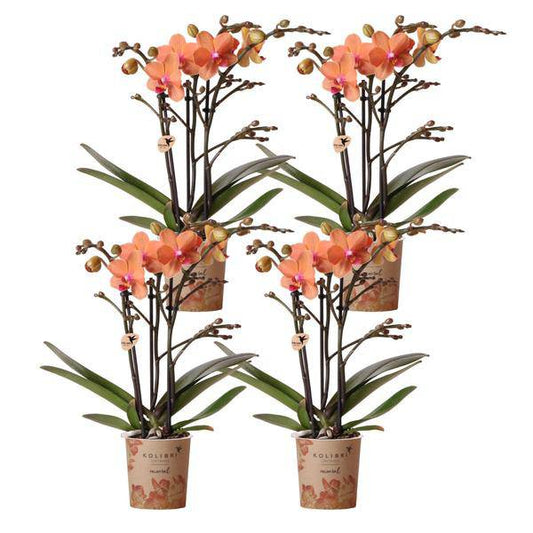 Phalaenopsis Orchideen Bozen Orange – 4 Orchideen – Topfgröße Ø9cm – Zimmerpflanzen Set mit kräftigen Blütenstielen – elegante Orchideen Dekoration 