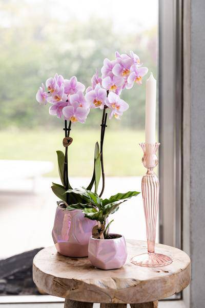 Rosa Phalaenopsis Orchidee - Andorra - Topfgröße Ø9cm | blühende Zimmerpflanze - frisch vom Züchter - Oasis of Life