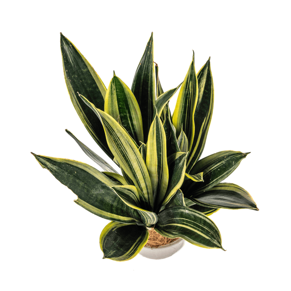 Sansevieria Trifasciata Kanarienvogel Ø17cm - ↕50-55cm - Oasis of Life