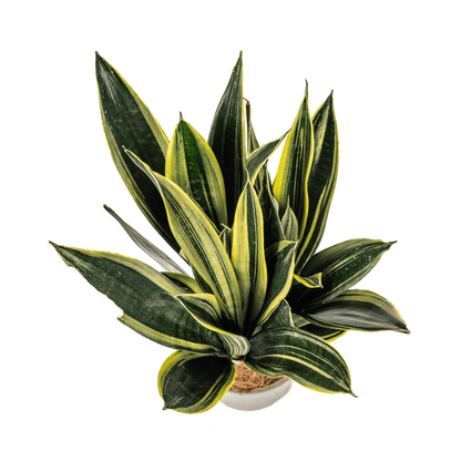 Sansevieria Trifasciata Kanarienvogel Ø17cm - ↕50-55cm - Oasis of Life