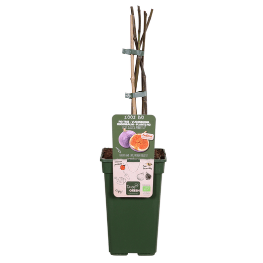 Feigenbaum - Ficus Gustissimo Perretta - Echte Feige - Ø19cm - ↨50cm