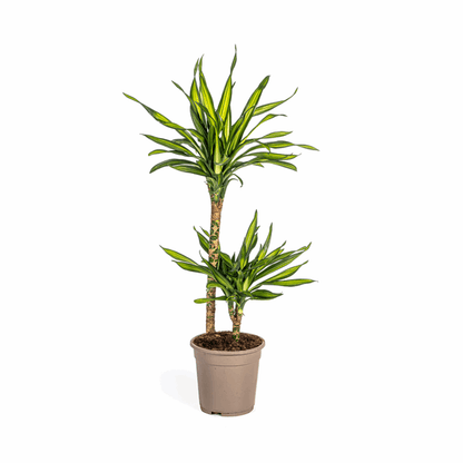 Dracaena Deremensis Rikki - Drachenbaum - Zimmerpflanze - Ø19cm - ↕70-90cm 