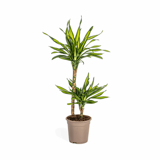 Dracaena Deremensis Rikki - Drachenbaum - Zimmerpflanze - Ø19cm - ↕70-90cm 