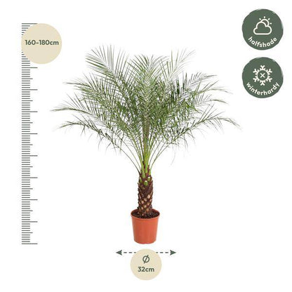 Zwerg-Dattelpalme - Phoenix Roebelenii - 190 cm - ø40cm