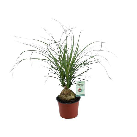 Elefantenfuß – Beaucarnea Nolina Recurvata – Zimmerpflanze – 45 cm hoch – Ø12 cm Topf – Pflegeleicht & dekorativ – Exotische Grünpflanze für Zuhause & Bür 