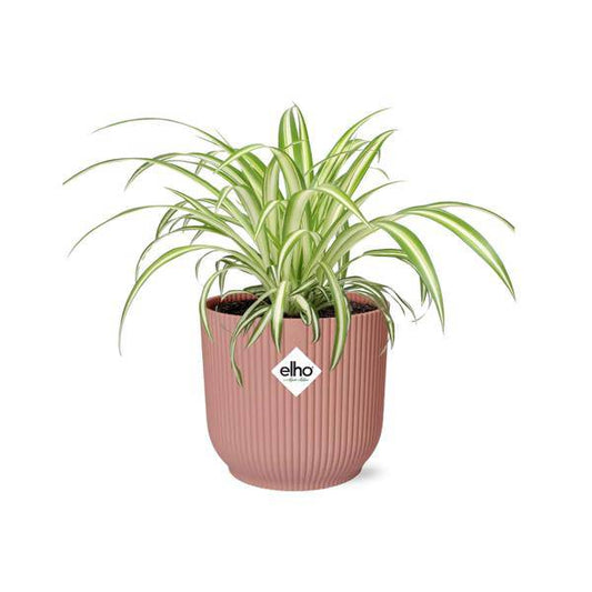 Grünlilie - Chlorophytum Comosum Variegatum - Zimmerpflanze + Topf Vibes Fold 14cm Rosa