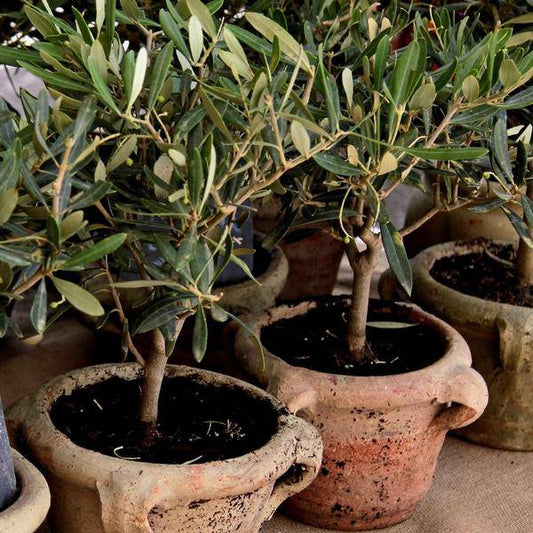 Mediterrane Blumenerde 40 Liter inklusive RhizoPlus - Blumenerde für mediterrane Pflanzen u.a. geeignet für Olivenbäume, Zitruspflanzen und Palmen