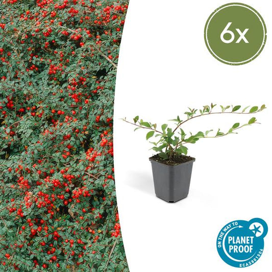Teppichmispel Cotoneaster dammeri 'Major' – 6 Pflanzen – ↕25cm – Ø9cm – Bodendecker – Blühend & pflegeleicht – Sonne & Schatten