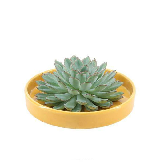 Sukkulente - Echeveria Pulidonis in Schale 'Gelb' - Zimmerpflanze - Ø20 cm - ↕5cm 
