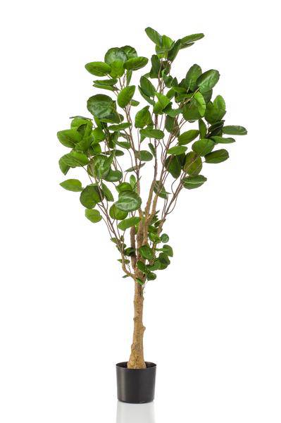 Künstliche Pflanze - Polyscias - Aralia - 150 cm