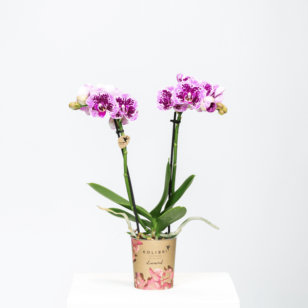 Kolibri Orchids | Rosa lilac Phalaenopsis Orchid - El Salvador - Topfgröße Ø9cm | blühende Zimmerpflanze - frisch vom Züchter - Oasis of Life