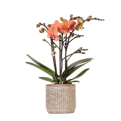 Orange Phalaenopsis Orchidee - Mineral Bolzano + Jaguar Topf - Topfgröße Ø9cm - blühende Zimmerpflanze 
