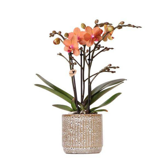 Orange Phalaenopsis Orchidee - Mineral Bolzano + Jaguar Topf - Topfgröße Ø9cm - blühende Zimmerpflanze 