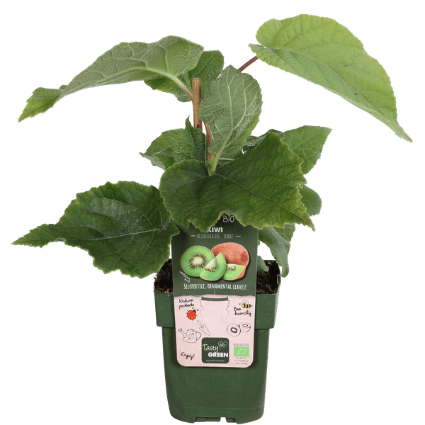 Actinidia delciosioa 'Jenny' - Kiwi - Ø13cm - ↕45cm 