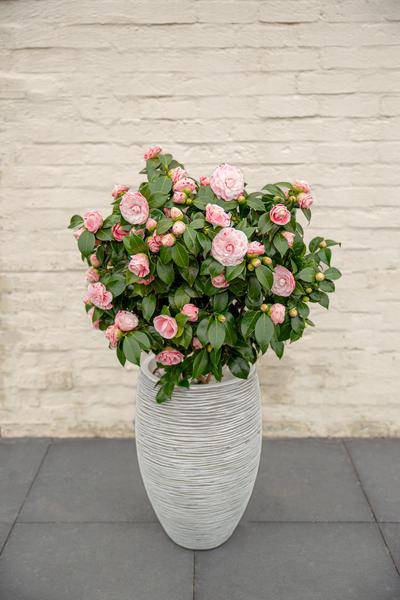 Kamelie - Camellia japonica Bonomiana - Ø19 - ↨65cm 