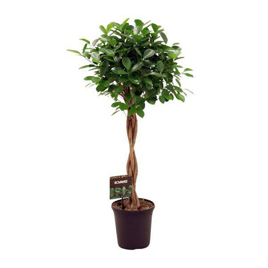 Chinesische Feige - Ficus Micr. Moclame - Zimmerpflanze - Ø23cm - ↕110cm 