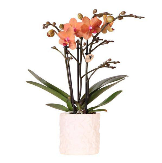 Orange Phalaenopsis Orchidee Bolzano mit 2-3 Stielen im SternFisch Blumentopf Ø9cm – Zimmerpflanze im maritimen Design für Wohnzimmer Büro Deko