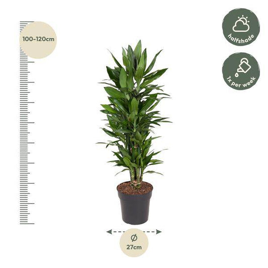 Drachenbaum – Dracaena Janet Lind 110cm – Ø27cm – Elegante Zimmerpflanze mit glänzend dunkelgrünen Blättern – Pflegeleichte Grünpflanze für Büro, Wohnzimmer & Wintergarten 