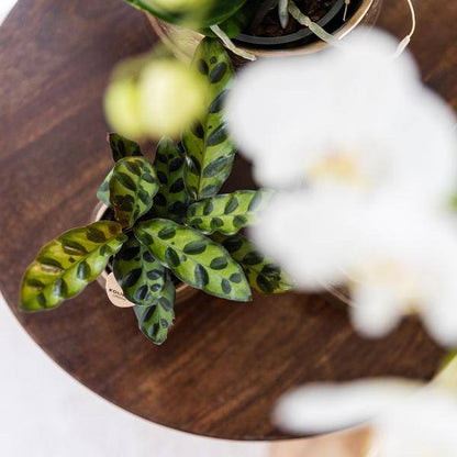 Calathea Makoyana - Pfauen-Korbmaranthe - Zimmerpflanze - Ø9cm