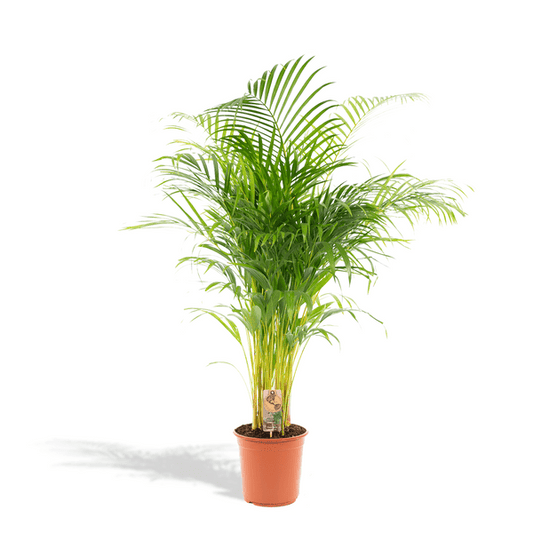 Areca-Palme - Ø24cm - ↕130cm - Oasis of Life