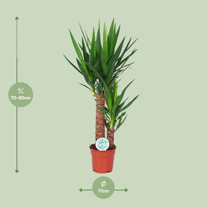 Palmlilie - Yucca - Zimmerpflanze - Ø17cm - ↕80cm