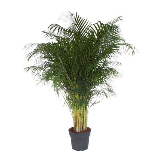 Goldfruchtpalme – Dypsis Lutescens – Areca-Palme – Zimmerpflanze – 200 cm hoch – Ø34 cm Topf – Tropisches Grün für Wohnzimmer & Büro – Luftreinigend & pflegeleicht 