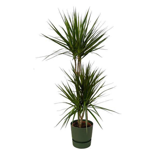 Dracaena Marginata – Drachenbaum – Zimmerpflanze ca. 120cm – ø21cm – inkl. Pflanzgefäß Echo Greenville Grün D24xH23 – Elegante pflegeleichte Grünpflanze für Wohnzimmer & Büro 