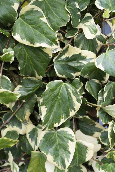 Buntlaubiger Kaukasischer Efeu - Hedera colchica 'Dentata Variegata' - ↨65cm - Ø15cm - 4 Stück