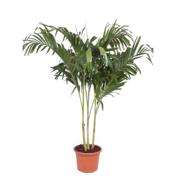 Weihnachtspalme - Veitchia Merrillii - 250cm - ø50cm