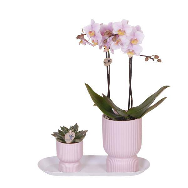 Kolibri Company - Set aus rosa gefleckter Orchidee und Sukkulente auf weißem Tablett - frisch vom Züchter - Oasis of Life