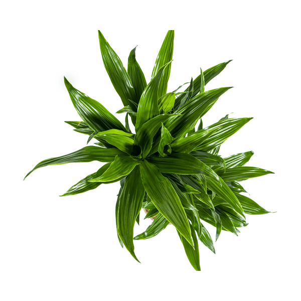 Dracaena Deremensis Grünes Juwel - Drachenbaum - Zimmerpflanze - Ø19cm - ↕70-90cm